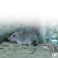 گونه موش هیمالیایی Himalayan Rat